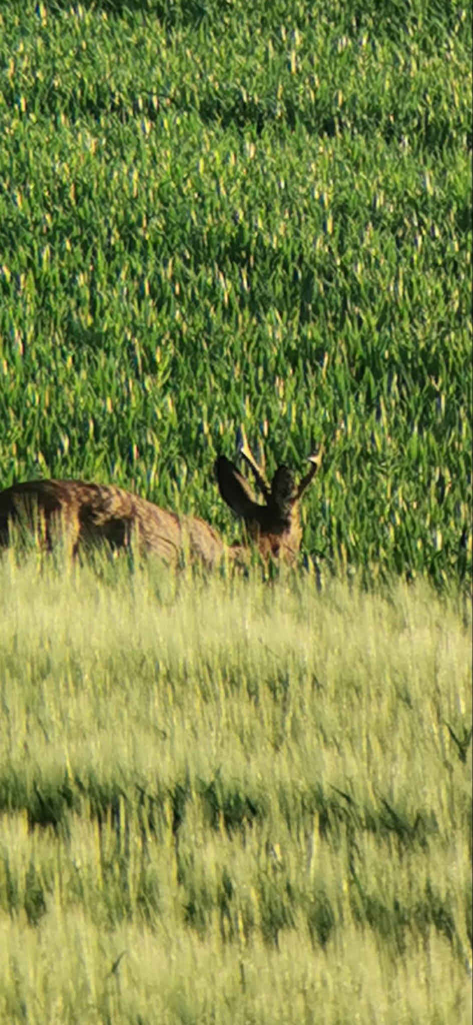 Wildbahn